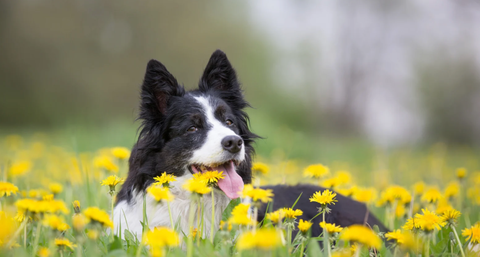 Close up of Dog with a lot of Dandelions
