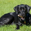 Ear Health Guide for Black Labradors