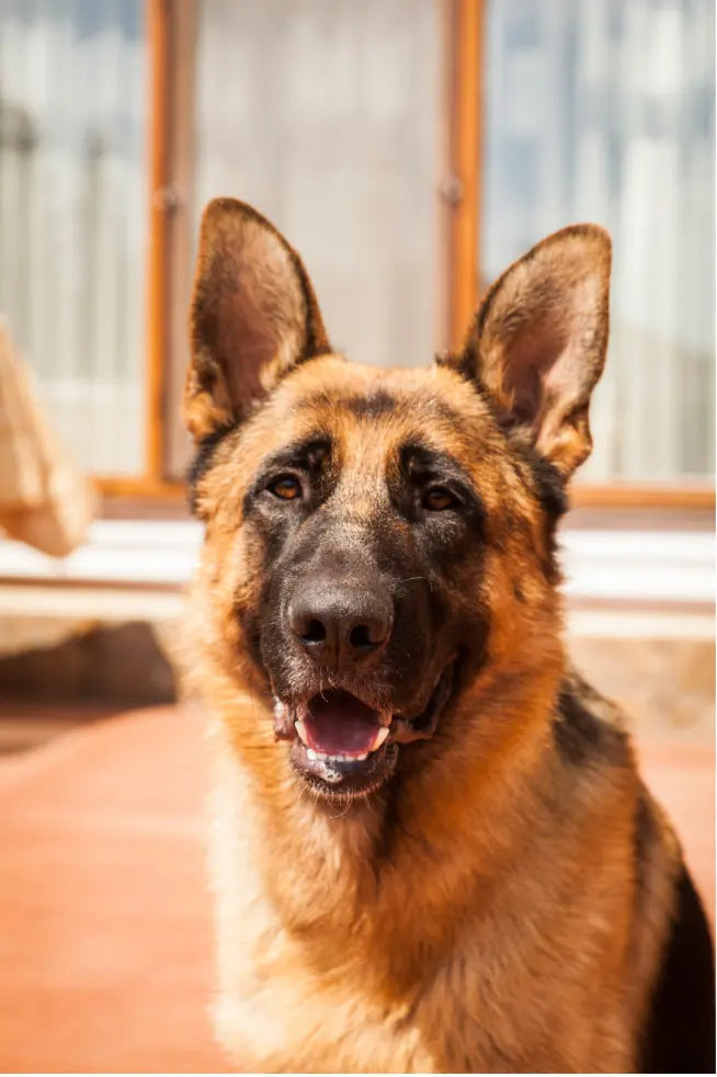 Tips for Grooming a Long-Haired German Shepherd