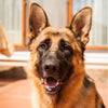 Tips for Grooming a Long-Haired German Shepherd