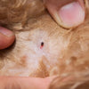 Are Ear Mites contagious to humans?
