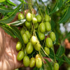 Neem Oil for Dogs