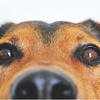 Benadryl for Dogs: Dosage by Breed and Weight - A Complete Guide for Pet Owners