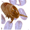 Flea Eggs vs. Flea Dirt: Key Differences Explained