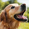 My Dog Has Diarrhea But Is Acting Fine: Essential Steps to Take