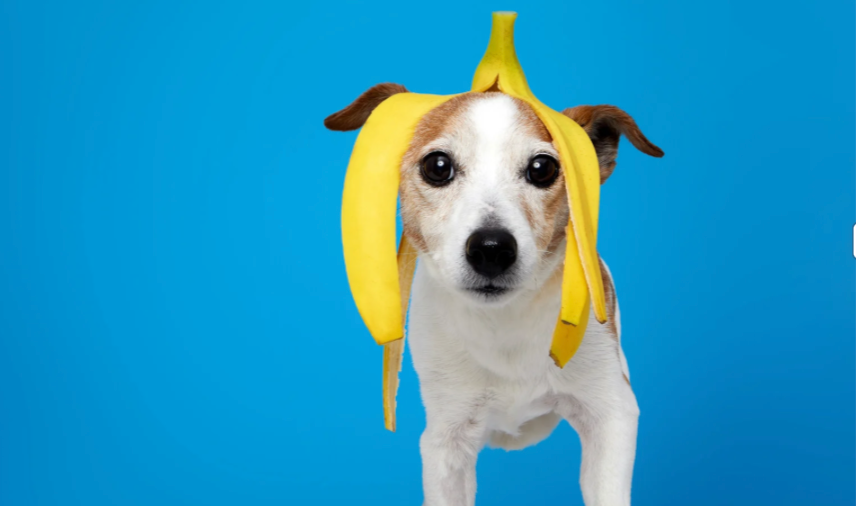 Are Bananas Good for Dogs? Benefits and Feeding Guidelines Explained