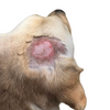 Understanding Dog Hot Spot Healing Stages: Treatment and Care Tips