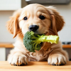 Can Dogs Eat Broccoli? Safety Tips and Health Benefits Explained