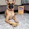 Dog with Himalayan yak chew, a natural and long-lasting dog treat.