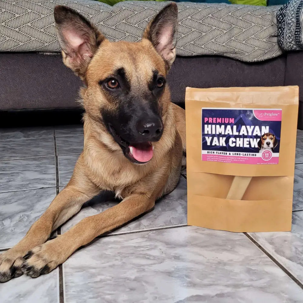 Dog with Himalayan Yak Chew bag; rich flavor, long-lasting treat.