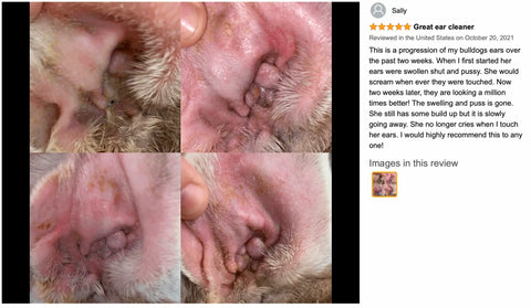 Dog ear infection with wax and debris, before and after use of ear cleaner.