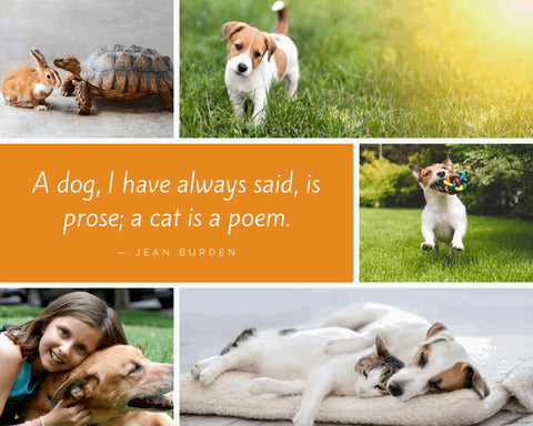 Collage of dogs, cats and quote. Great for pets ear odor & wax